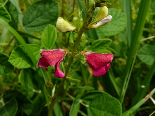 {Tephrosia spicata}
